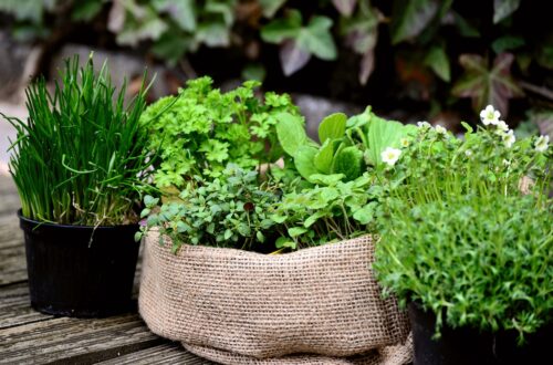 garden plants, garden, herb garden-6204106.jpg